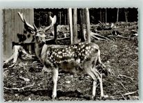 59846 W5768 Amecke , Sorpesee Foto AK Rotwildgehege Sorpesee