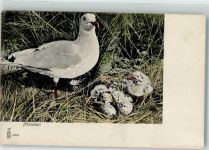 Möwennest Küken Möwe