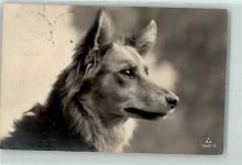 Kurzhaar Collie Collie
