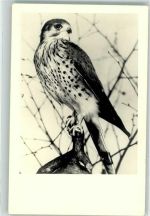 Turmfalke Kaiser Friedrich Museum Raubvogel Foto AK