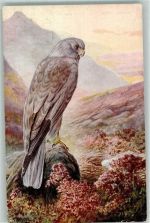 Hen-Harrier Raubvogel Künstlerkarte