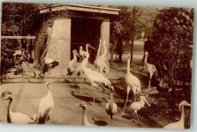 Antwerpen Anvers Zoo Kraniche Zoo