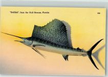 Segelfisch Fisch