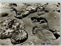 Quallen am Strand Meerestier Foto AK