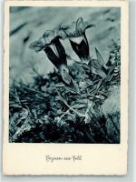 Enzian im Feld Verlag Hoffmann, Heinrich Nr. 2071 WK II Foto AK