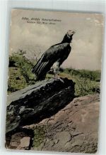 Adler Deutsch-Süd-West-Afrika Raubvogel Gebrauchsspuren