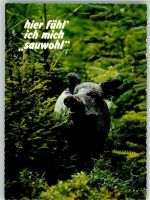 Huber Karte Nr.8527 Wildschwein Foto AK