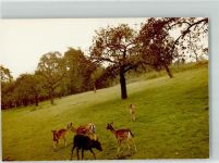 53773 W5202 Hennef Sieg FOTO KEINE AK Foto Original aus Archiv eines Ansichtskartenverlags Im Wildpark Ort handschriftlich