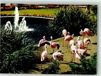 W6000 Frankfurt am Main Flamingos Zoo Foto AK
