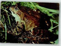 Grasfrosch Frosch Foto AK