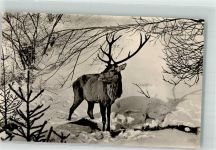 O3721 Trautenstein Hirsch Winter Wildschwein