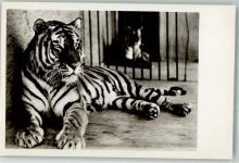 W8000 München Sibirischer Tiger Hellabrunn Zoo Foto AK