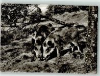 W5942 Rinsecke Freigehege Rothaargebirge Wildschwein Foto AK