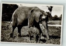 W8000 München Elefant mit Baby Zoo Foto AK