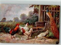 Pfau Hahn Hühner Schönian, A. 1913 Künstlerkarte