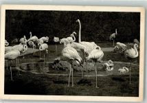 Wien 13. Bezirk, Hietzing Flamingo Tiergarten Schönbrunn Zoo