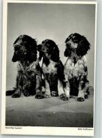 Herrchen kommt Verlag Korsch Spaniel