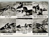 Amrum Foto AK Boxer Seehund Humor Begegnung