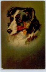 No.613 , Collie Wenau Künstlerkarte