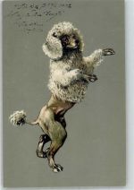 Hunde Pudel 1902 Prägedruck