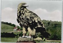 32756 W4930 Berlebeck - Kaiseradler