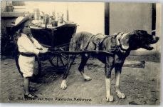 Belgien Kind Hundekarren