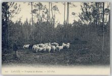 17380 Landes - Troupeau de Moutons