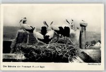 7071 Rust 1956 - Storchennest