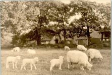 25980 W2280 Sylt-Ost - Schaf Lamm