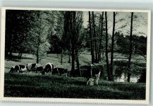 66538 W6680 Neunkirchen , Saar - Am Weiher des Stadtgutes Kühe