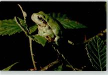 Frosch