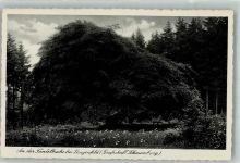 31840 W3253 Langenfeld , Kr Grafsch Schaumb Foto AK An der Süntelbuche