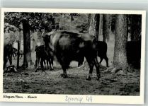 W3213 Eldagsen , Deister Wisentgehege Springe Büffel Foto AK