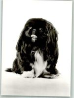 W7440 Nürtingen Pekinensenzucht in der Braike Pekinese Foto AK