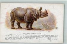 Rhinozeros AK Nashorn Gebrauchsspuren
