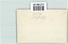 Zeppelin Privatfoto KEINE AK