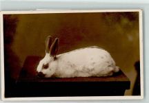 Kaninchnen Hase