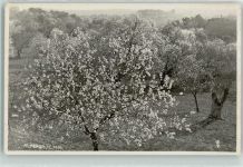 Almendros