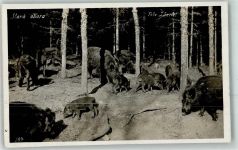Foto Seide Nr.599 Wildschwein Foto AK