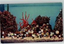 Monaco Korallen Aquarium Nr.19 Meerestier FOTO KEINE AK