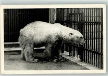 Wien 13. Bezirk, Hietzing Tiergarten Schönbrunn Eisbär Foto AK