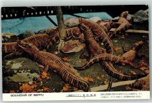 Beppu Krokodil