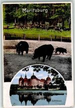 O8105 Moritzburg Rehe Jagdschloss Wildschwein