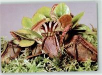 W1000 Dahlem Botanischer Garten Westaustralischer Schlauchträger Natur Foto AK