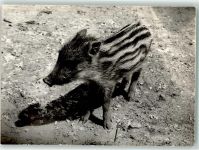 Frischling Wildschwein Foto AK
