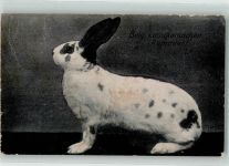 Belgisches Landkaninchen Rammler Hase Gebrauchsspuren