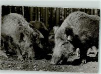 69429 W6935 Mülben FOTO KEINE AK Wildschweinfütterung Ort handschriftlich