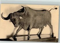 Brüssel Bruxelles Südafrikanischer Büffel Museum Royal d`Histoire Naturell Büffel