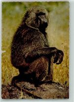 Gibbon African Wildlife Affe