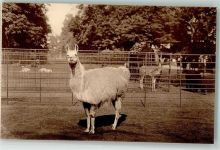 Antwerpen Anvers Lama Zoo